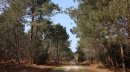 Forêt de la Coubre